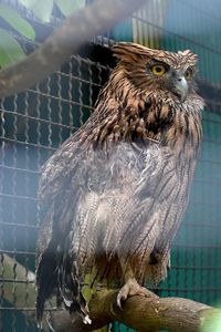Close-up of owl perching in cage