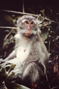 Close-up portrait of monkey eating sitting outdoors