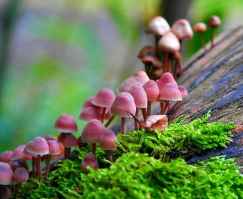 Close-up of mushrooms growing outdoors