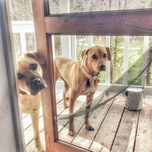 Portrait of dog standing against window