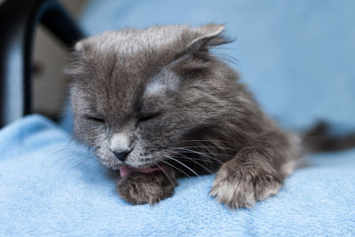 Close-up of a cat resting on bed