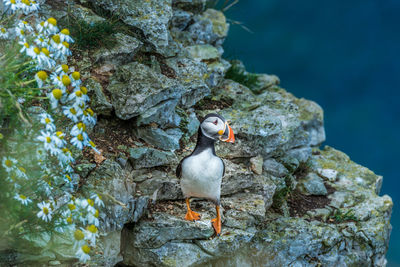 Close-up of bird perching on rock in water