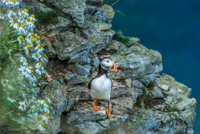 Close-up of bird perching on rock