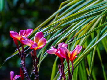 Close-up of pink flowering plant