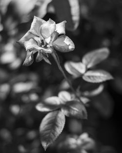 Close-up of flowering plant