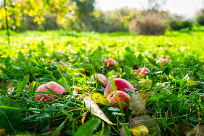 Close-up of mushroom growing on field