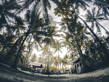 View of palm trees against clear sky