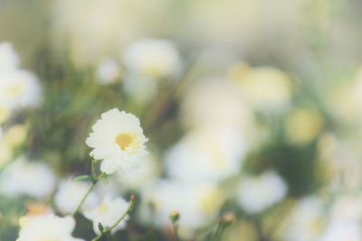 Close-up of white flowering plant