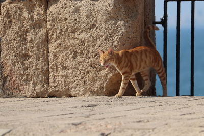 Cat lying on wall