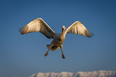 Low angle view of bird flying against sky