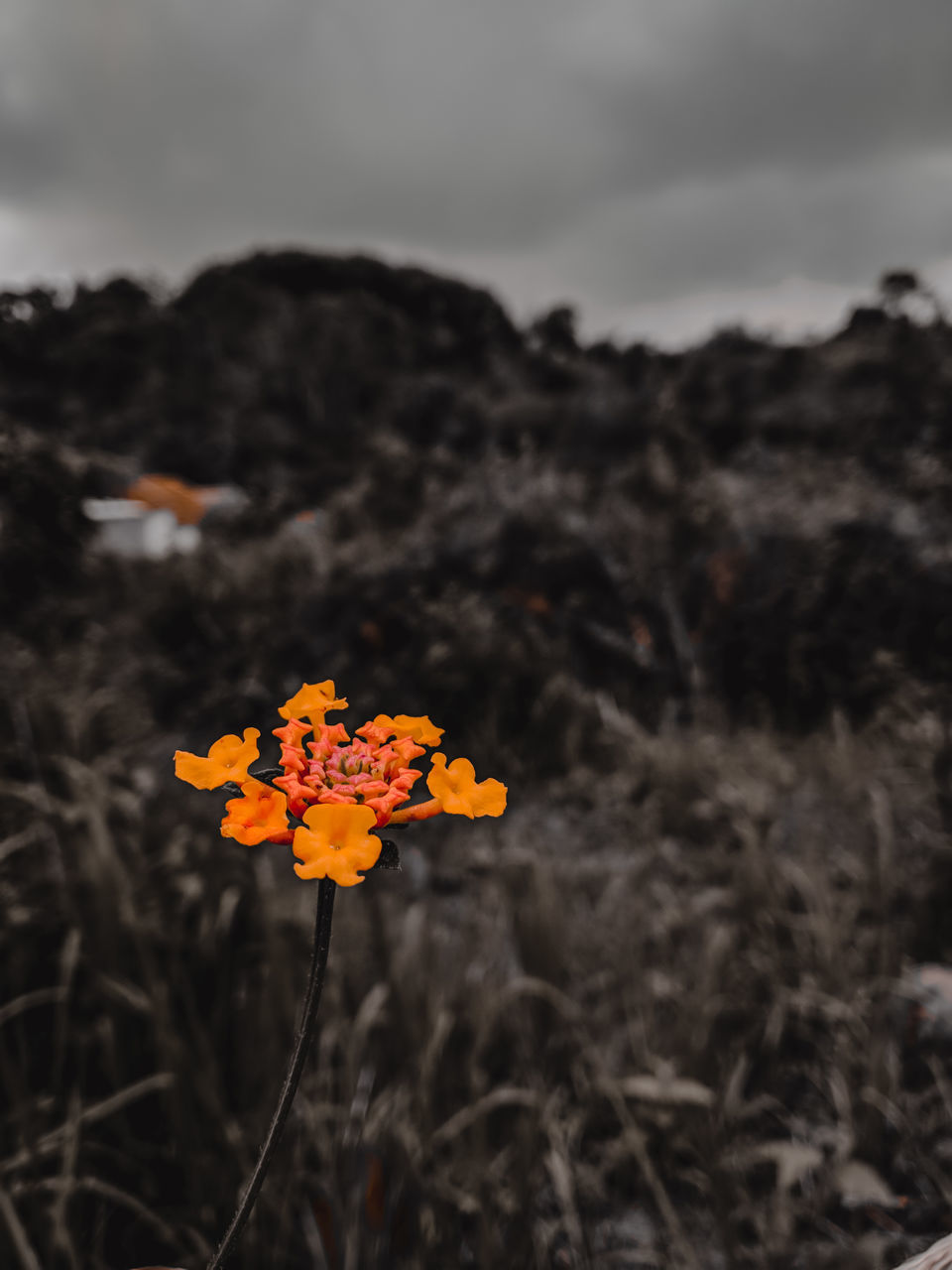 CLOSE-UP OF ORANGE FLOWERING PLANT ON FIELD