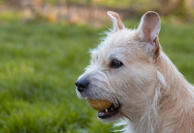 Close-up of dog looking away