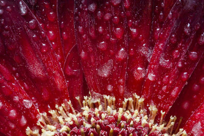 Full frame shot of red flower