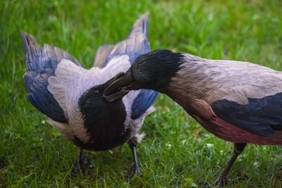 Close-up of two birds on field