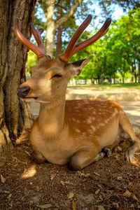 Deer in a forest