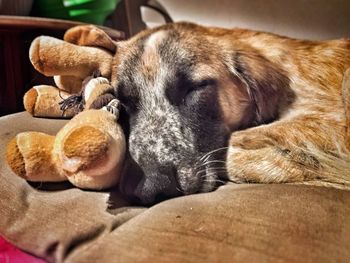 Close-up of dog sleeping