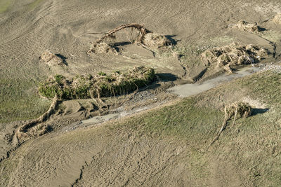 High angle view of plants on land