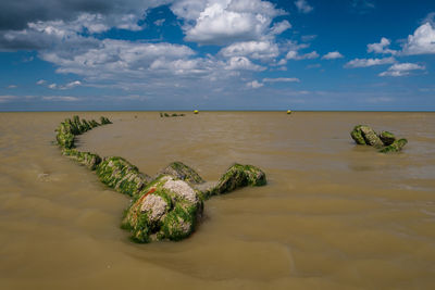 World war shipwreck covered with algae at a beach in northern france