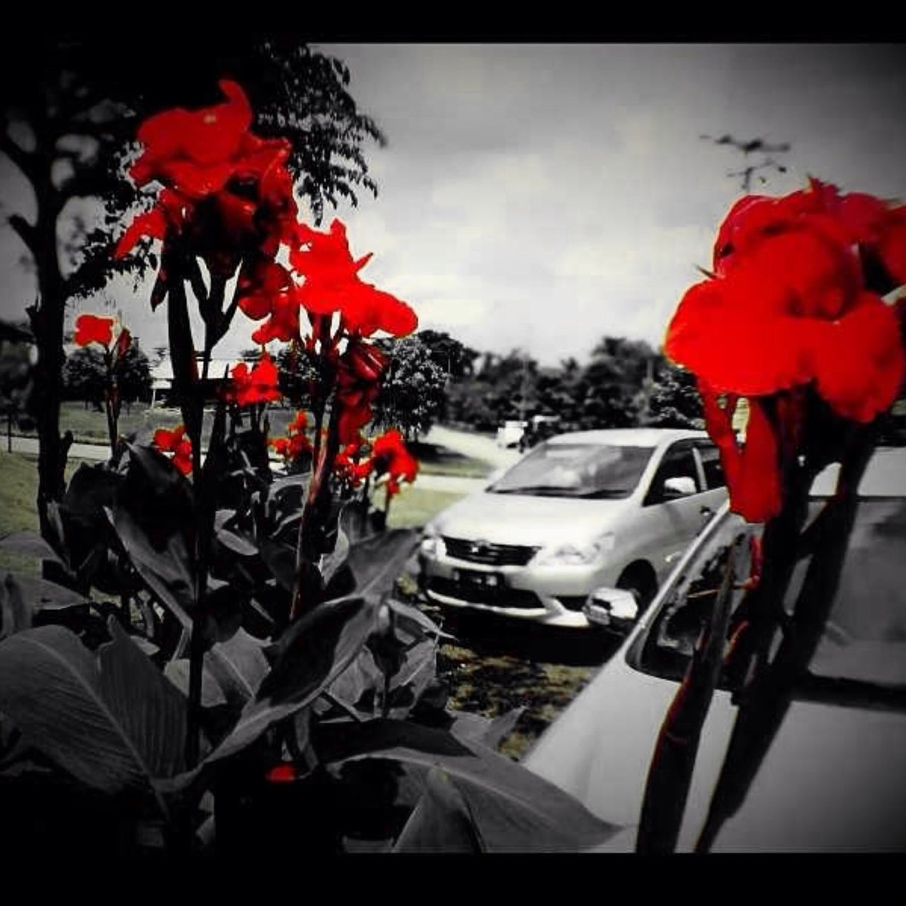 flower, red, transfer print, auto post production filter, land vehicle, car, plant, transportation, petal, mode of transport, nature, fragility, growth, beauty in nature, sky, day, outdoors, no people, high angle view, blooming