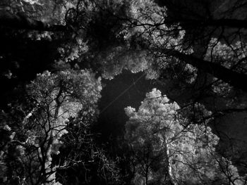 Low angle view of trees in forest