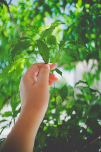 Cropped hand of person holding leaf on tree