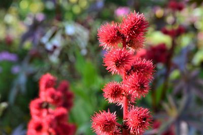 Close-up of red flowering plants on field