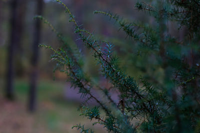 Sprout of asparagus plant, asparagus acutifolius, or juniper on a blurred background