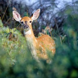 Close-up of deer on grass