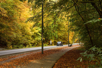 Road amidst trees