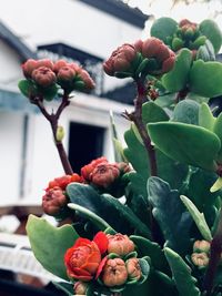 Close-up of pink roses on plant