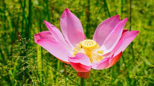 Close-up of pink lotus blooming outdoors