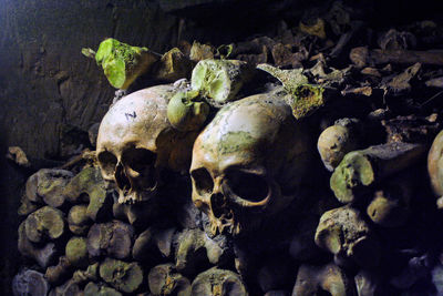 High angle view of animal skull on rock