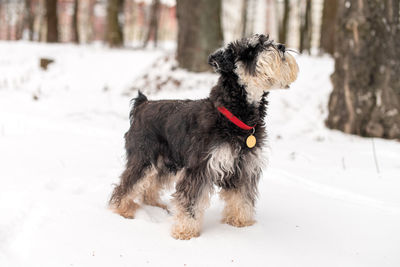 A black and silver schnauzer walks through the snow in the forest with a collar and a badge