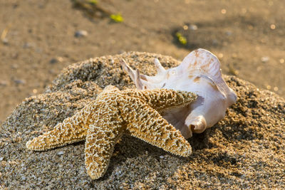 Close-up of crab on sand