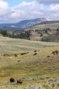 View of sheep on landscape