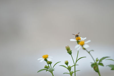 Close-up of bee pollinating on flower