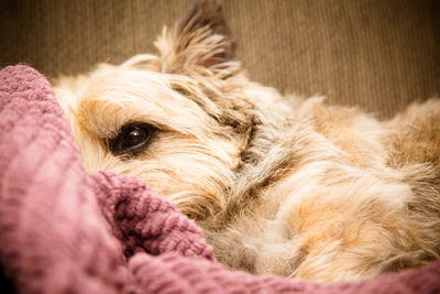 Close-up of dog