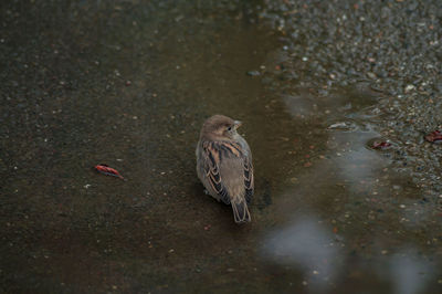 Bird in water