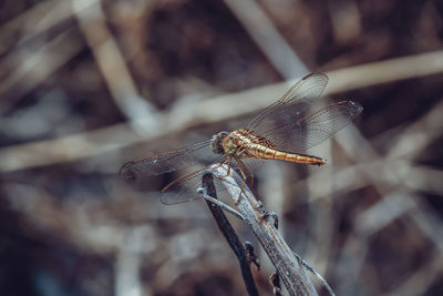 Close-up of dragonfly on twig