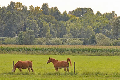 Brown horses on grassy field against trees