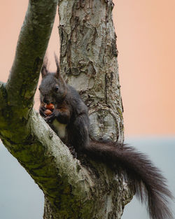 Squirrel on tree trunk