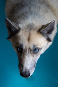 Close-up portrait of dog