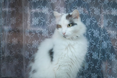 Close-up portrait of cat