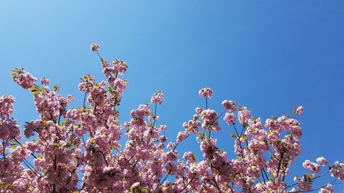 Low angle view of cherry blossoms against blue sky