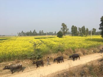 Scenic view of sheep on field against sky