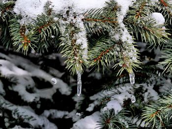 Close-up of pine tree during winter