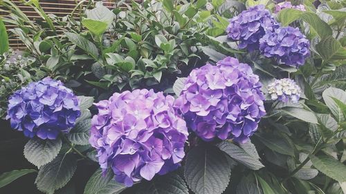 Close-up of purple flowers blooming outdoors