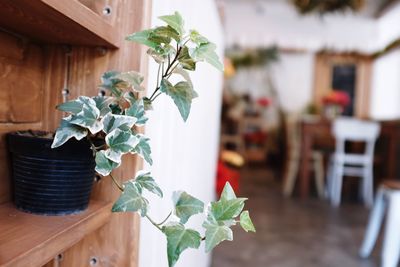 Close-up of potted plant on table