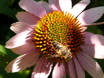 Close-up of bee on flower