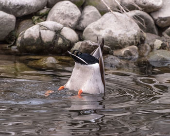 View of bird drinking water from rock